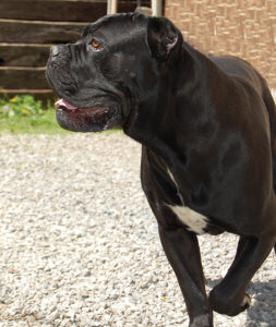 Cane Corso Puppies, Available Cane Corsos | Bellissima Cane Corsos - Cane Corso Breeder Tennessee